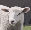 Benutzeravatar
