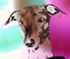 Benutzeravatar