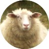 Benutzeravatar